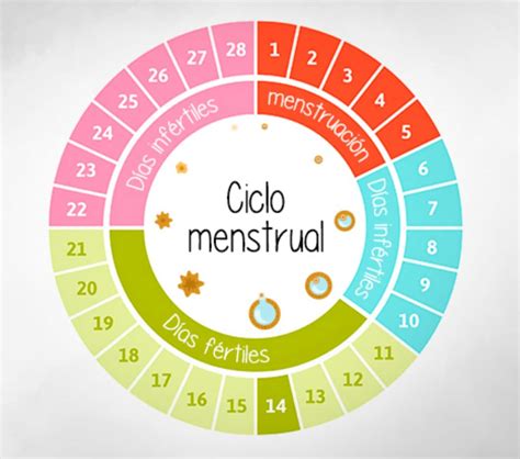 Como Funciona O Ciclo Menstrual Imagesee