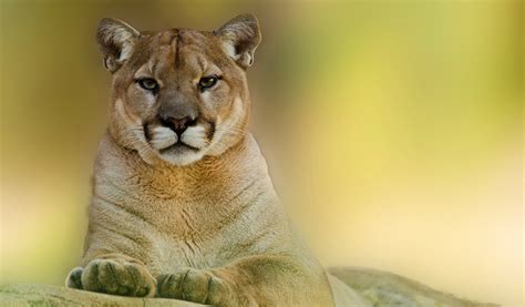 Animals Pumas Wallpapers Hd Desktop And Mobile Backgrounds