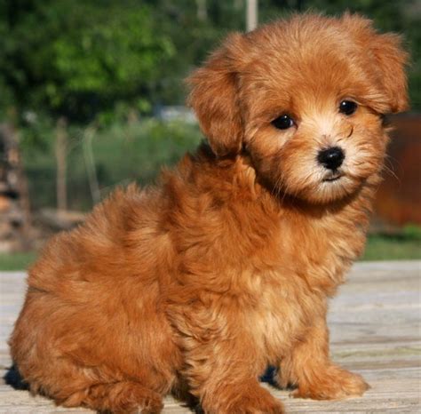 Maltipoo Brown Maltipoo