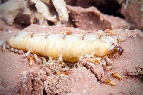 Queen Termite Laying Eggs