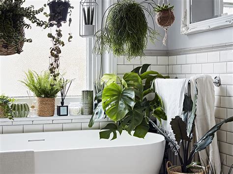 Best House Plants For The Bathroom Goodhomes Magazine Goodhomes
