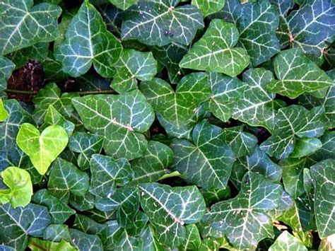 English Ivy 8 Plants Hardy Groundcover Sun Or Shade 1 34 Pots