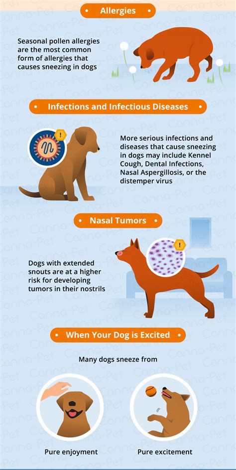 I suspect your cat has a viral upper respiratory infection, however, the symptoms are so mild. Why Does Your Dog Keep Sneezing? | Canna-Pet®