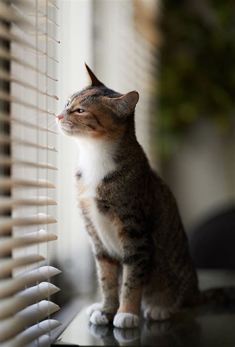 Cat In Window By Akimasa Harada Beautiful Cats Cats Kittens Cutest