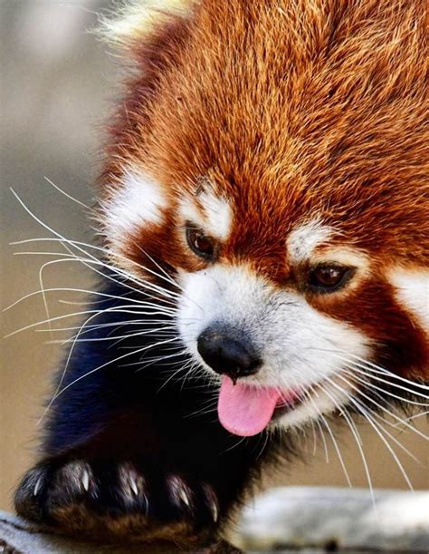 Red Panda Putting His Best Paw Forward Photo By