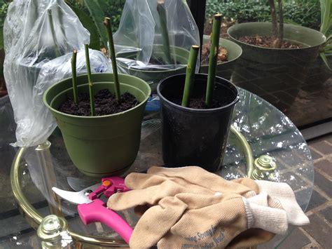 How To Propagate Roses From Cuttings Peace 1077