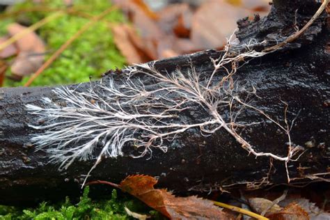 Mycorrhizal Fungi And Their Use In The Garden