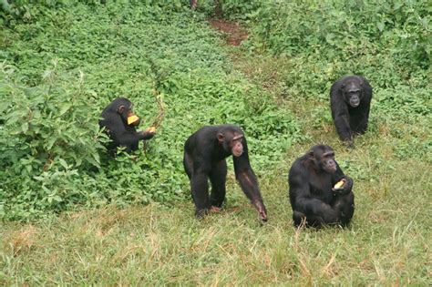 We did not find results for: UGANDA: Ecologistas instan a dejar de comer chimpancés
