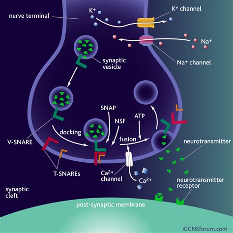 Synaptic Transmission Csnforum Science Of Eating Disorders