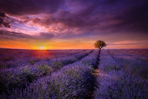 Yellow Lavender Beautiful Sky Tree Purple Violet Field Sunset Flowers