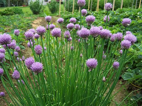 10 Uses For Chives Dengarden