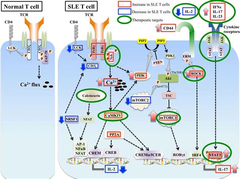 Frontiers Aberrant T Cell Signaling And Subsets In Systemic Lupus