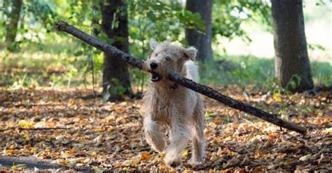 Why Throwing Sticks For Your Dog Could Be Dangerous Petguide