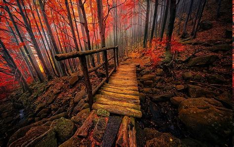 Hd Wallpaper Nature Landscape Forest Colorful Bridge Fall Mist Italy