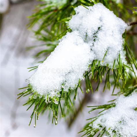 Covered Christmas Fir Branch With Snow And Drops In Winter Fores Stock
