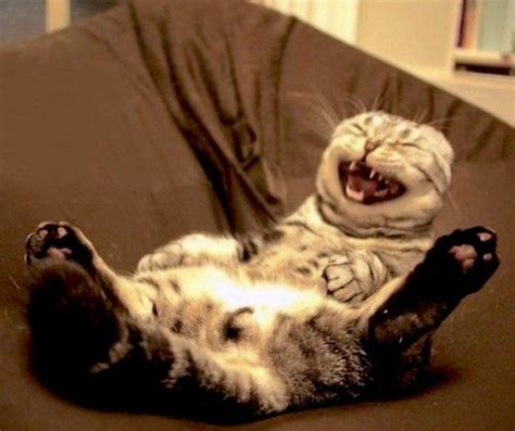 Cat Laugh