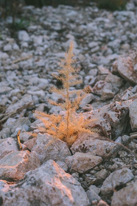 무료 이미지 나무 자연 록 분기 눈 겨울 잎 서리 얼음 가을 흙 시즌 동결 우디 식물