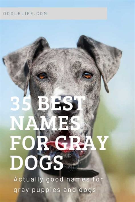 35 Best Gray Dog Names What Should I Name My Gray Dog Oodle Life