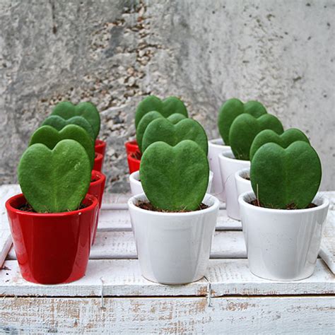Aramanızda 17 adet ürün bulundu. Hoya kerrii - Garden Center Bourguignon