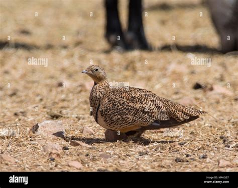 Female Black Bellied Sandgrouse Pterocles Orientalis In Desert Goat