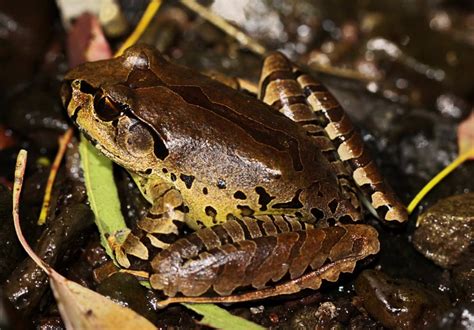 Threatened Frog In Path Of Loggers Echonetdaily