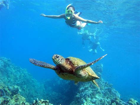 Sea Turtle Tours Hawaiian Paddle Sports In Maui