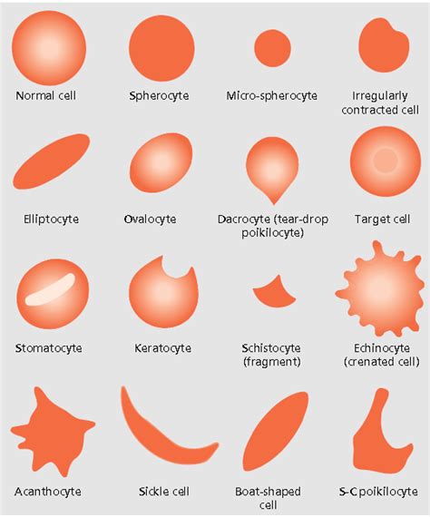 Medical Laboratory And Biomedical Science Blood Cell
