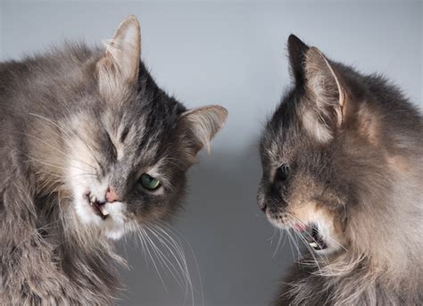 Aggression between household cats is more subtle and complex than the conflicts between two outdoor toms. Inter-cat Aggression | petMD