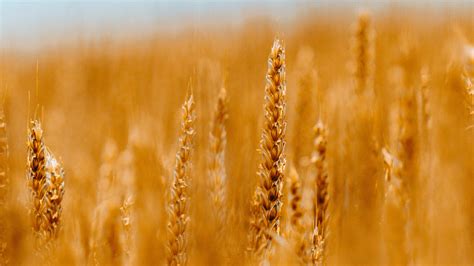 Wheat Hd Wallpapers