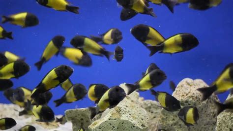 Tropheus Sp Ikola African Cichlid Aquarium Aquarium Fish
