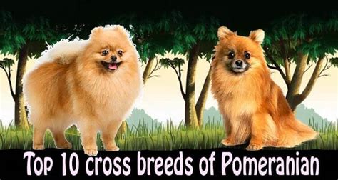 Top 10 Pomeranian Cross Breeds Mix Breeds By