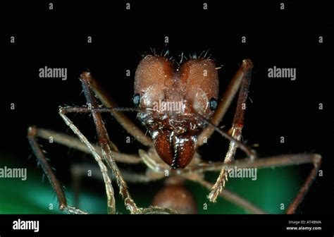 Leafcutting Ant Atta Cephalotes Portrait With Mouthparts Stock Photo