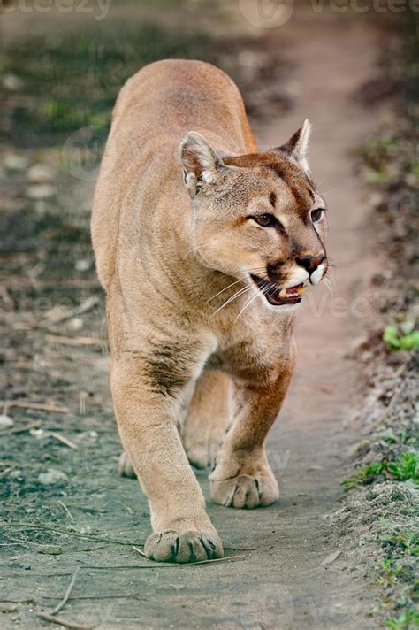 Cougar, a beautiful predator and a resident of the zoo, a dangerous