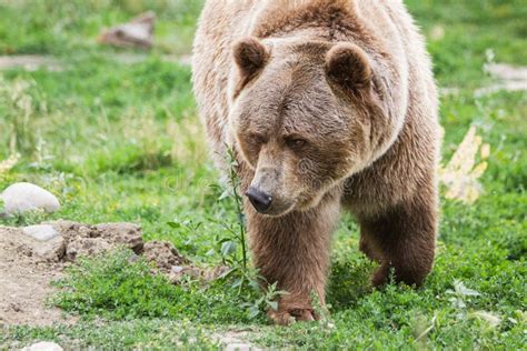Grizzly Bear Stock Photo Image Of Adult Grass Natural 45144320