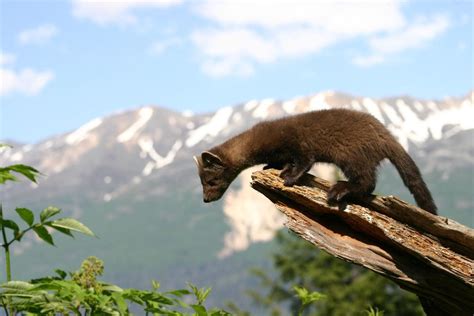 Montana Fwp Proposes First Pine Marten Transplant In 60 Years To Little