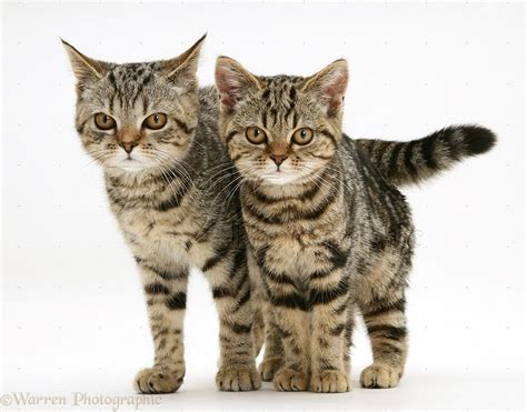 Two British Shorthair Tabby Kittens Photo Wp22054