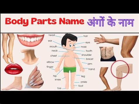 Body Parts Name Hindi And English शरर क अग क Name Of Body Parts