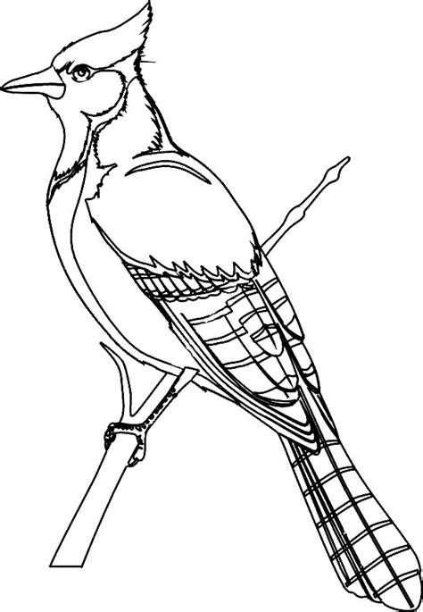 Selain burung hantu, jenis burung yang cukup populer terutama di indonesia adalah burung garuda. Sketsa Gambar Burung Hantu,Merak,Garuda,Elang - gambar mewarnai