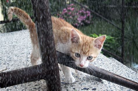 Purrsday Poetry Prose Poem Cat In Rain Katzenworld