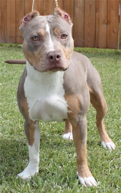 Incredibulz dirty harry x crump's bullies chloe. Light tri colored pit. | Our Someday First Dog Together ...
