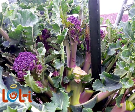 Growing Broccoli For Best Results Vegetable Growing Tips
