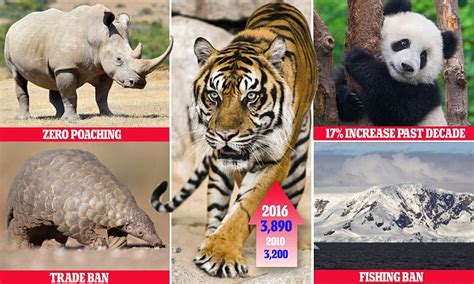 Pandas Are Taken Off The Endangered List And Wild Tigers Are On The