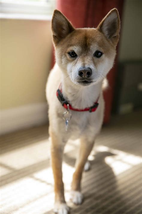 Maybe you would like to learn more about one of these? Adopted-Zeus-6yr old Male Red Shiba Inu - Shiba Inu Rescue ...