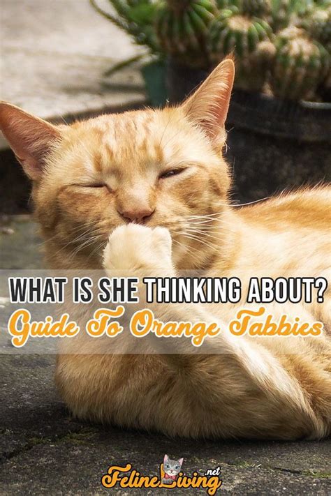 The orange tabby cat is one of the puffle creatures, which became adoptable for the first time at the beginning of the puffle party 2014. FelineLiving.net | Tabby cat, Orange tabby cats, Orange tabby