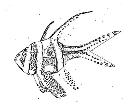 Fische zeichnen korallen ausmalen niedlich zeichnung für kinder kunst für kinder malbücher malvorlagen. Ausmalbilder Fische Und Korallen | Batavusprorace