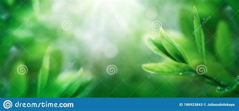 Fresh Green Leaves Against Blurred Greenery Natural Background Young