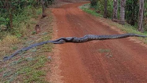 Video Anaconda De Seis Metros Guía A Un Grupo De Serpientes N