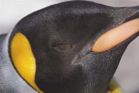 Emperor Penguin Close Up Flickr Photo Sharing