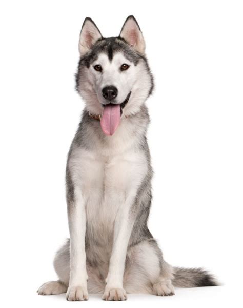 Siberian Husky Dog Breed Info And Characteristics