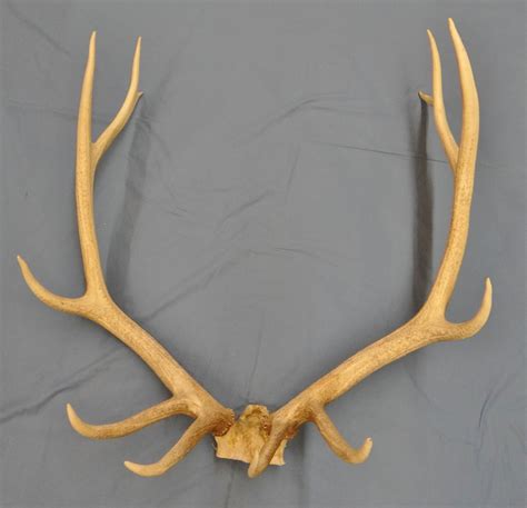 Elk Antlers 6 Pt